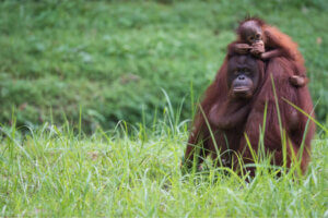 동물 세대는 무엇일까