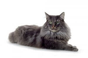 널리 알려지지 않은 노르웨이숲고양이의 특징