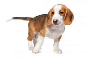 웨스트팔리안 닥스브라케는3