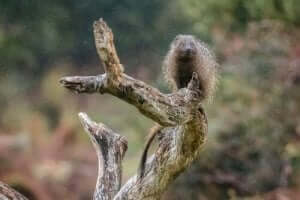 이집트몽구스는 어떻게 스페인으로 가게 되었을까