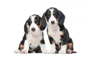 웨스트팔리안 닥스브라케는2