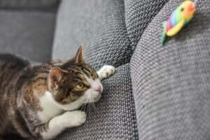 행동 문제가 있는 고양이의 공격성