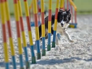 반려견의 비만을 예방하는 신체 활동