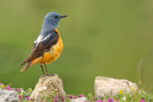 스페인 과다라마 국립공원에 서식하는 다양한 동물