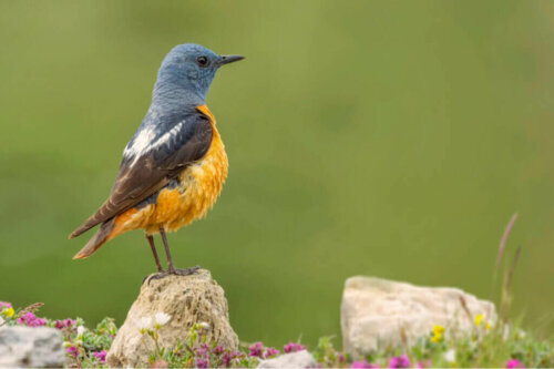 스페인 과다라마 국립공원에 서식하는 다양한 동물