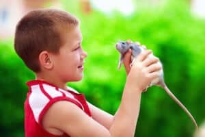 쥐를 반려동물로 키우는 일