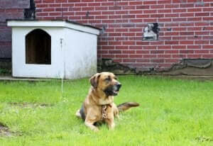 개를 묶어둔 상태로 방치하면 안 되는 이유