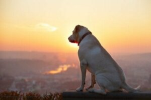 반려동물 안락사는3