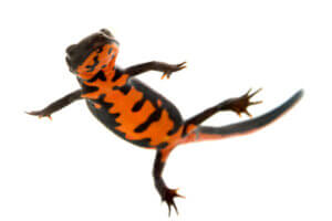 붉은배영원의 특징 및 돌보는 방법