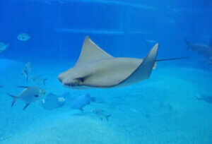 전기어는 어떤 물고기일까