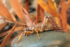 지구에서 가장 몸집이 큰 곤충, 웨타의 특징