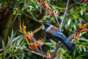 뉴질랜드의 꿀을 감정하는 새, 투이의 특징