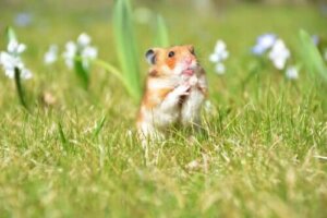 소형 동물을 위한 완벽한 집 만들기
