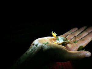 동물들이 죽은 척하는 이유