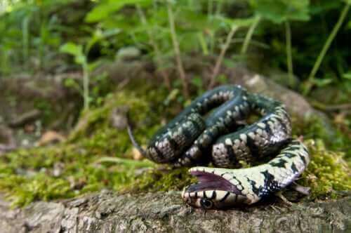 죽은 척하는 겉보기 사망