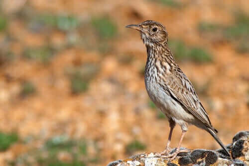 듀폰트 종다리 멸종 위기