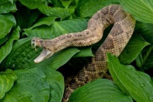 북미에 서식 중인 독이 있는 방울뱀