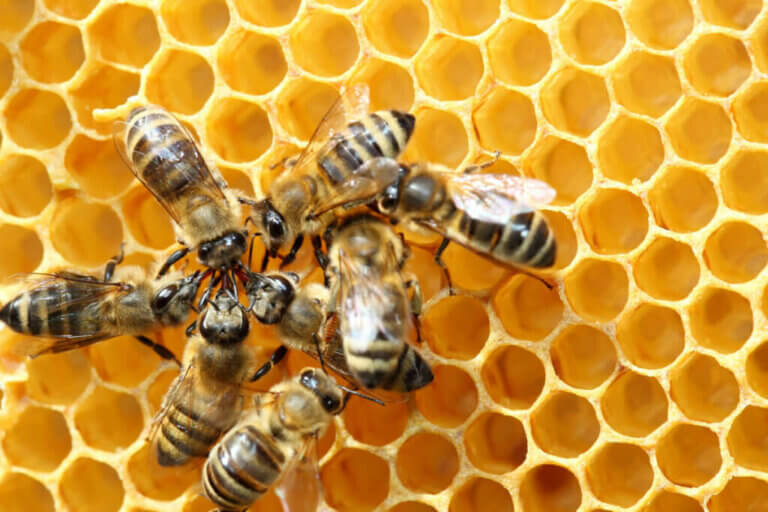 꿀벌의 독특한 8자춤