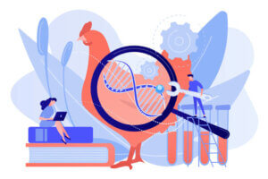 가축의 유전적 선택은 무엇일까