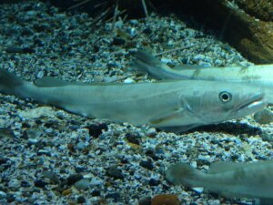 대구의 이동 패턴