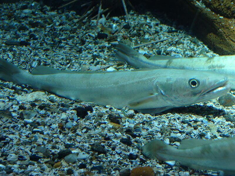 대구의 이동 패턴