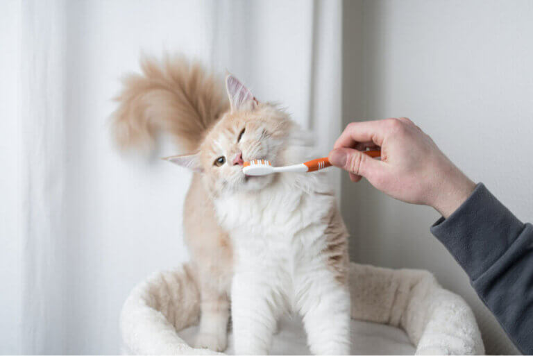 고양이 이빨을 관리하는 방법