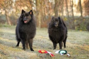 스피츠 견종의 특징