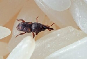 밀 바구미는 쌀바구미