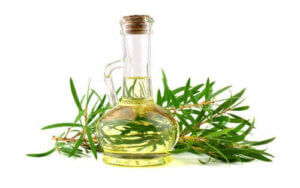 반려견을 위한 티트리 오일의 이점