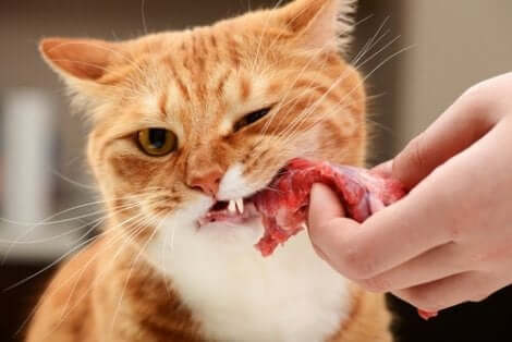 고양이와 함께 먹을 수 있는 사람 음식