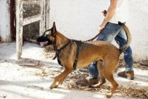 경비견에게 학대