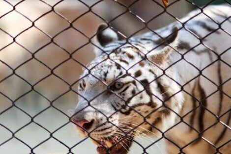 야생 동물 보호법은 무엇일까