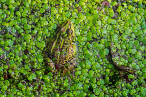 습지가 사라지는 이유와 생태계에 미친 결과
