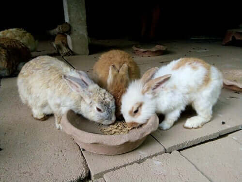 토끼 먹이 급여 시간과 급여량