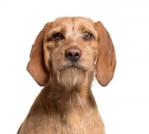 바셋 포브 드 브르타뉴: 훌륭한 친구