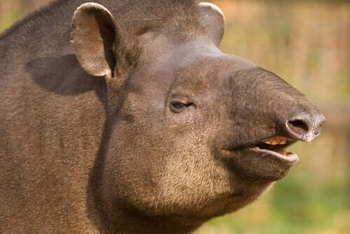 코뿔소의 사촌인 브라질 테이퍼의 특징