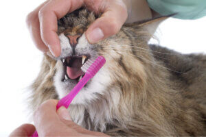 고양이 이빨을 관리하는 것이 왜 중요할까?