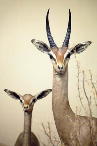 클라크 가젤 또는 디바타그의 서식지