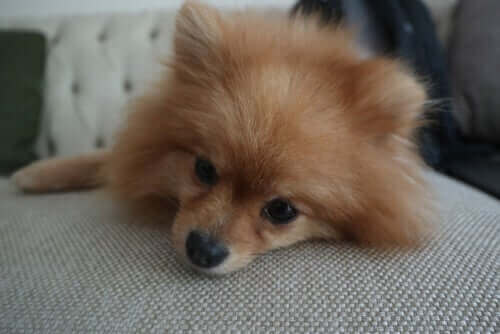 벌레 물림 청소