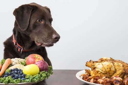 개는 육식일까, 아니면 잡식일까?