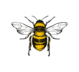 꿀벌의 춤인 8자 춤: 꿀벌의 비밀 언어 