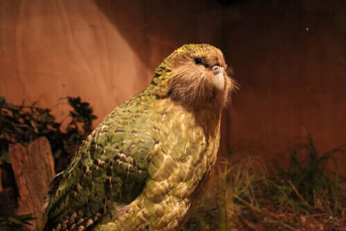 뉴질랜드에서 발견된 거대 앵무새