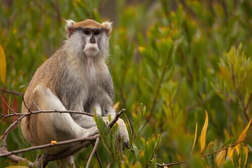 매혹적인 영장류, 파타스 원숭이의 특징