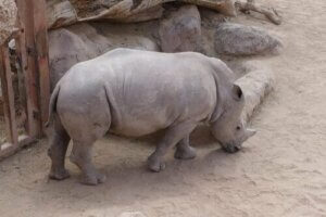 멸종 위기에 처한 동물