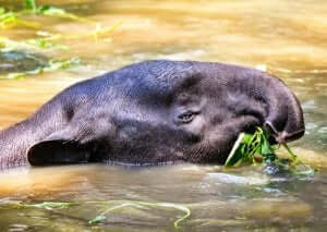 브라질 테이퍼: 코뿔소의 사촌