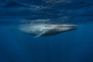 고래의 이동 경로는 270,000년 전과 같다
