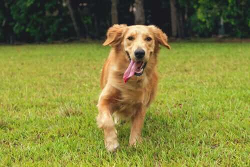 반려견을 위한 프리바이오틱스: 좋은 선택일까?