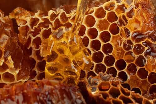 꿀벌 제품과 그것이 반려견의 건강에 주는 이점
