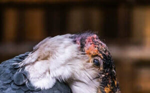 거대한 청소부 아프리카대머리황새