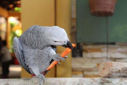 앵무새의 식단 - 진짜 음식